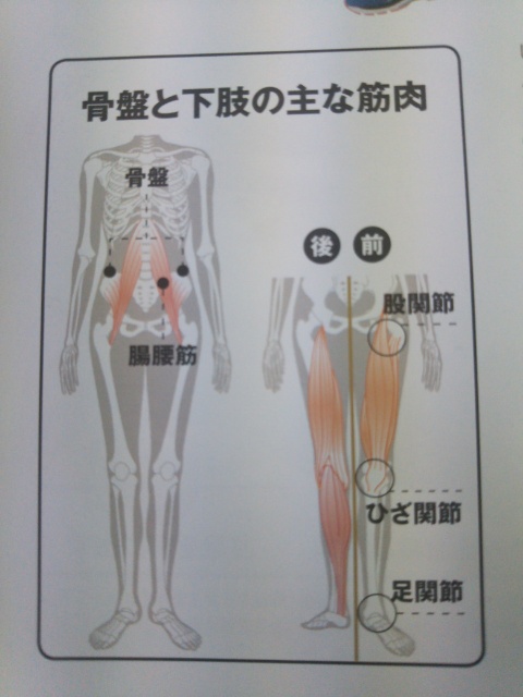 骨盤の使い方 前半 やまだ整骨院